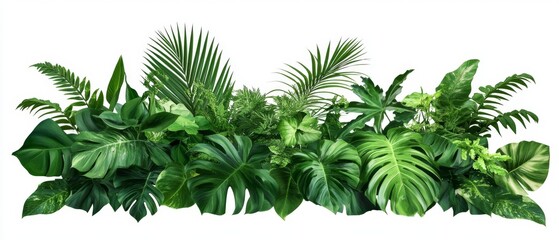 Wall Mural - Green leaves of tropical plants bush (Monstera, palm, fern, rubber plant, pine, birds nest fern) floral arrangement indoors garden nature backdrop isolated on white background