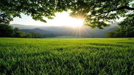 Aufkleber - Serene grassy landscape with sunlight streaming through trees.