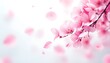 © designhunt - Background of cherry blossoms in full bloom with falling pink petals on a white background. Love and wedding concepts. Full bloom cherry blossoms and blowing petals in heart shape