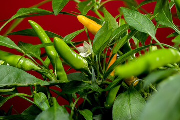 Golden Cayenne Pepper on a red background