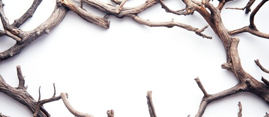 Poster - Creative branch frame design for personalized greeting card showcasing natural elements and minimalist aesthetics