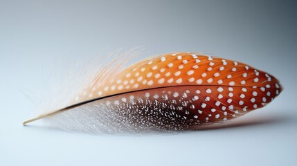 Poster - Vibrant orange and white feather delicately resting on a soft white background showcasing intricate patterns and textures