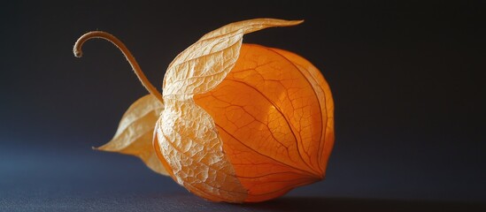 Poster - Dried Physalis Alkekengi Lantern Showcasing Natural Beauty and Intricate Structure on Dark Background