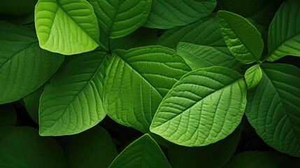 Poster - Macro shot of lush green leaves creating a vibrant nature backdrop for design and decor projects.