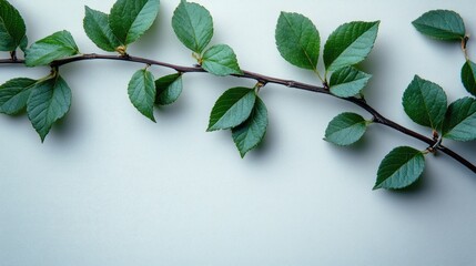 Poster - Fresh green leaves and twigs arranged elegantly on a light background showcasing nature's beauty and tranquility