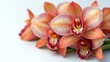 © NFTNexus - Elegant orange and red orchid flowers delicately arranged against a clean white background for a natural and sophisticated look