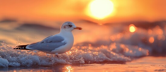 Poster - Seagull walking along the shoreline at sunset with waves splashing and warm golden light reflecting on the water