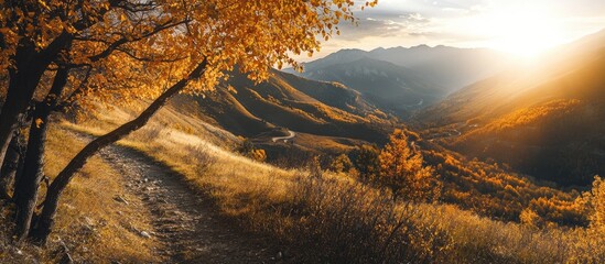 Poster - Scenic mountain pathway framed by autumn foliage and sunlight creating a warm atmosphere in nature's serene landscape