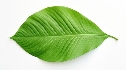 Poster - Decorative large green leaf isolated on a clean white background showcasing natural texture and vibrant color for design projects.