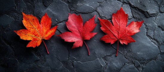 Poster - Three vibrant maple leaves in autumn displayed on a dark textured background with blank space for text or graphics on the right side