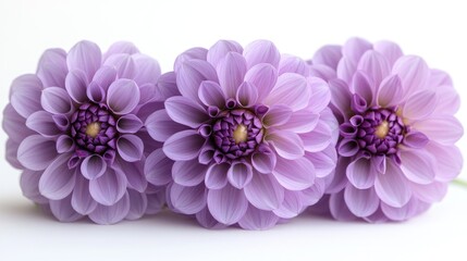 Poster - Macro shot of vibrant purple dahlia flowers arranged on a clean white background showcasing intricate petal details and beautiful colors.