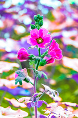 Wall Mural - Flower Series : Pink Hollyhock Flowers with Natural Background