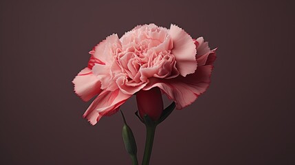 Poster - Elegant pink carnation blossom with delicate ruffled petals against a muted background, showcasing floral beauty and soft color contrast.