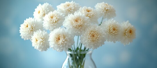 Poster - Elegant arrangement of white chrysanthemums in a glass vase with soft blue background capturing the beauty of floral decor