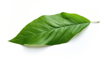 Poster - Vibrant green leaf isolated on a clean white background showcasing natural textures and details for botanical design elements.