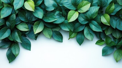 Poster - Vibrant green foliage of Dalbergia arranged elegantly on a clean white background for a fresh and natural aesthetic.