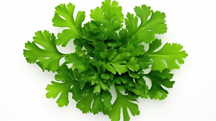 Poster - Freshly cut parsley leaves arranged on a white background showcasing vibrant green color and texture for culinary and garden themes.