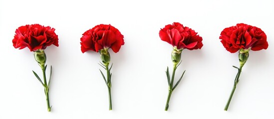 Poster - Red carnations arranged on a white background for floral design or greeting card layouts with space for customization and branding purposes
