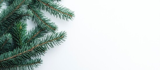 Poster - Spruce or Pine Branch Isolated on White Background Closeup Detail of Green Christmas Tree Needles for Seasonal Decorations