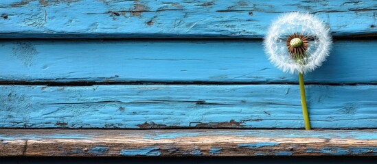 Poster - Dandelion flower on rustic wooden surface with blue painted boards natural and textured background for floral design or decoration