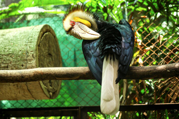Male Wreathed Hornbill Sitting on Tree Branch in the Bird Park 