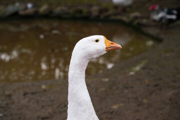 Wall Mural - a white goose poses elegantly with its neck extended by a tranquil pond.