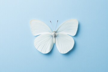 Poster - Minimalist White Butterfly on Soft Blue Background
