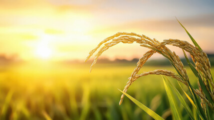 Wall Mural - Ears of rice are ripening