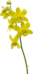 Wall Mural - Beautiful yellow orchid flower isolated on white background