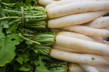 Daikon in the bed in natural conditions. Root vegetable in the ground, Bunch of organic dirty daikon white radish harvest with green tops in garden on soil ground close-up