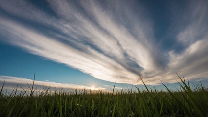 Wall Mural - Wheat Field Under a Blue Sky at Sunset