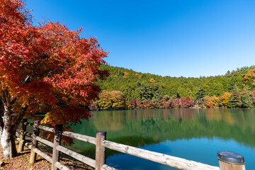 Wall Mural - 紅葉の南伊奈ヶ湖