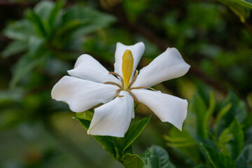 Wall Mural - Gardenia Jasminoides flower blooming in the garden with green leaves. Commonly known as Gardenia and Cape Jasmine, is an evergreen flowering plant in the coffee family Rubiaceae. White flower