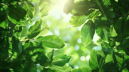 Wall Mural - A close-up of green leaves with sunlight shining through.