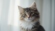 © arthit - Adorable Young Female Siberian Forest Cat Portrait