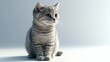 © arthit - Elegant Scottish Fold Cat Sitting Gracefully