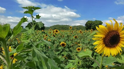 Wall Mural - aerial view of cultivated sunflower field, drone high angle shot
