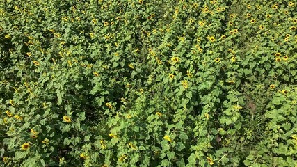 Wall Mural - aerial view of cultivated sunflower field, drone high angle shot