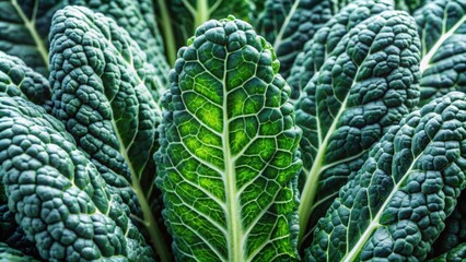 Wall Mural - A close-up shot of fresh cavolo nero leaves, cavolo nero, kale, vegetables, healthy, organic, green, superfood