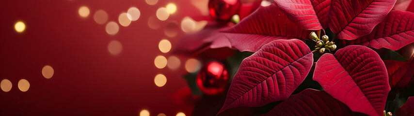 Wall Mural - Abstract background with red Poinsettia leaves. Horizontal composition, banner.