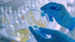 © Arslan - A close-up of hands in blue gloves holding a petri dish with bacterial cultures, set against a white laboratory background.