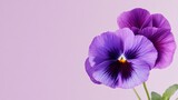 A bright purple pansy against a soft lavender background, close-up shot, Minimalist style