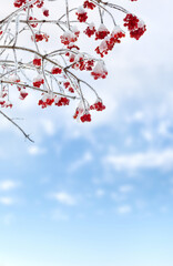 Wall Mural - branches with red berries viburnum opulus ( guelder-rose, water elder, cramp bark, snowball tree, eu