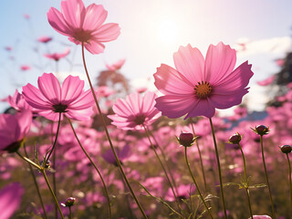 gorgeous pink cosmos flowers covering the entire field creating a stunning view