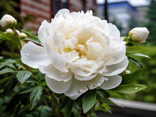 Wall Mural - White peony flower blooming in the garden with a filtered background