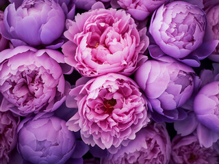 Wall Mural - Top view of fresh purple pink peony flowers in full bloom with summer flowery texture