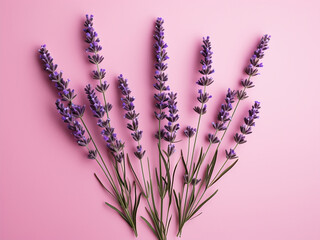 Wall Mural - Lavender flowers arranged on a pink background in flat lay view