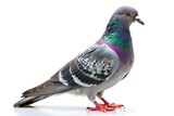 pigeon isolated on white background