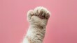© SUPHAKPHEN - cat paw, photo of a small clenched cat paw, clenched fist small cat claws, fist raised in the air, isolated on colored background.