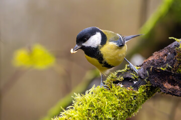 Kohlmeise im Herbst auf einem Ast / Vogel